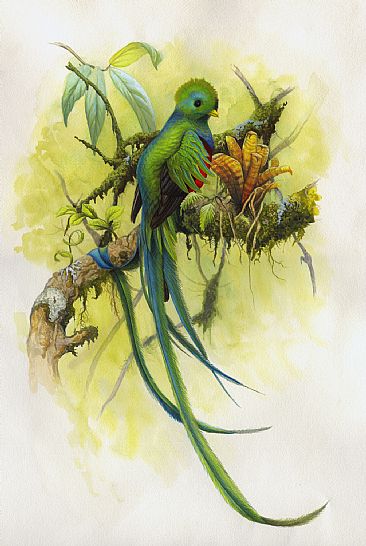 Quetzal resplendissant